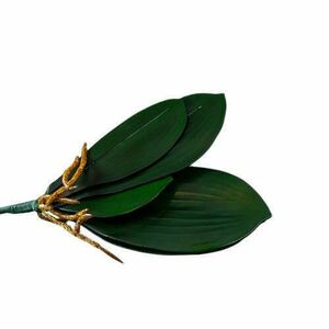 30 cm-es orchidea levél kép