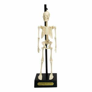 Anatomical csontváz modell - Rex London kép