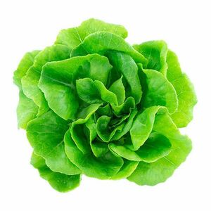 GrowGreen aspara vetőmag - saláta kép