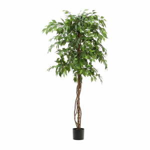 Fikusz műnövény (magasság 180 cm) Ficus – Kave Home kép