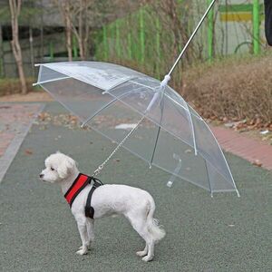 Kutya esernyő pórázzal kép