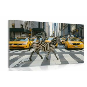 Kép zebra New Yorkban kép