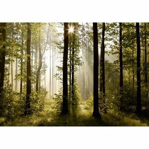 Reggeli erdő XXL fotó tapéta 360 x 270 cm, 4 részből álló kép