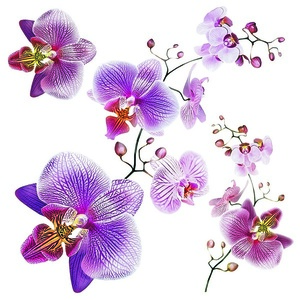 Orchids öntapadós dekoráció, 30 x 30 cm kép
