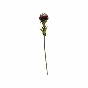 Művirág (magasság 60 cm) Protea – PT LIVING kép