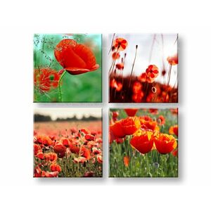 Vászonkép Meadow of poppy poppies (modern vászonképek) kép