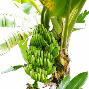 Banánfa (Musa paradisiaca) kép