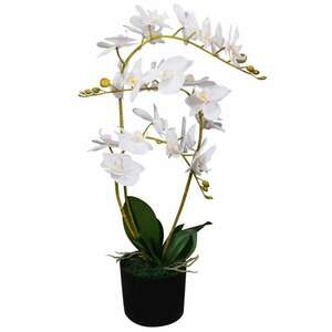 Orchidea dekor különleges színben kép