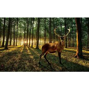 Fotótapéta Szarvas az erdőben - napnyugta XL kép