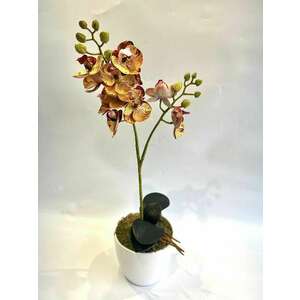 1 szálas orchidea dekor kép