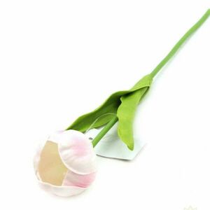 Halvány rózsaszín nyílt tulipán kép