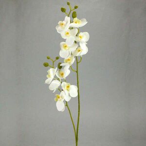 2 ágú orchidea fehér kép