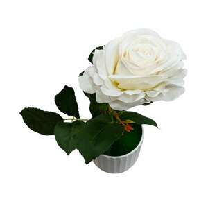 Dekoratív cserepes virág, fehér rózsa kép