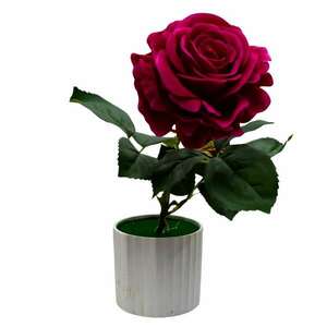 Dekoratív cserepes virág, sötét rózsaszín rózsa kép