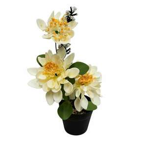 Dekoratív cserepes virág, fehér virágok kép