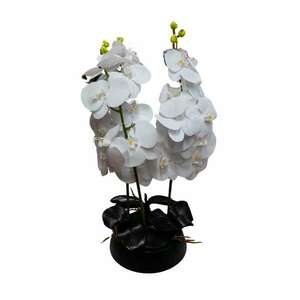 Dekoratív cserepes virág, fehér orchidea kép