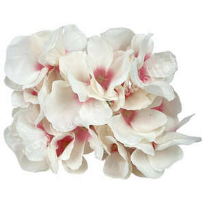 Művirág Hortenzia fehér kép