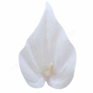 Kála virágfej, fehér, 10 cm kép