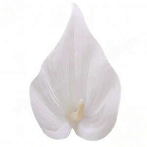 Kála virágfej, törtfehér, 10 cm kép