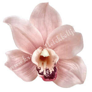 Orchideafej, rózsaszín, 10 cm kép