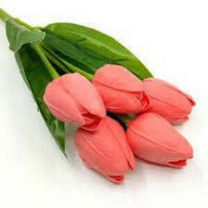 5-agu-lazac-tulipan kép