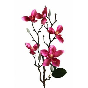 Magnolia Műnövény kép