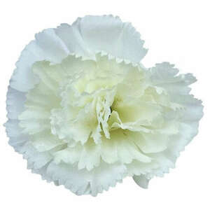 Szegfű virágfej, törtfehér, 6 cm kép