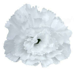 Szegfű virágfej, fehér, 6 cm kép