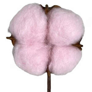 Gyapotvirág, rózsaszín, 5x3, 5 cm kép