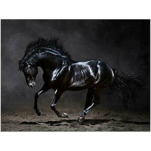 Canvas Silver1 85X113X2, 8 EX511 Black Horse kép