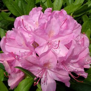 Rhododendron Hybridum C1 kép