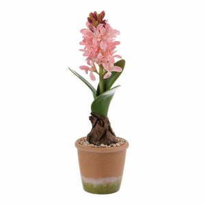 Műnövény (magasság 29 cm) Hyacinth – Ixia kép