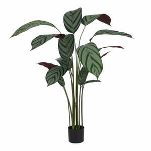 Műnövény (magasság 150 cm) Calathea – Ixia kép