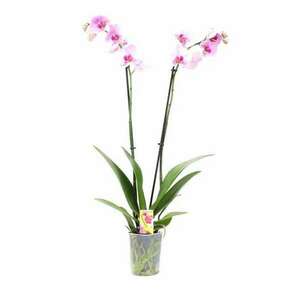 Drakula szobanövény, Orhidee Phalaenopsis inflorite, H 60 cm, D 12 cm, kép