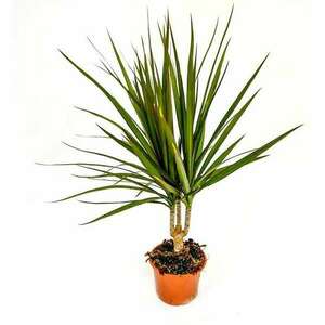 Természetes szobanövény Drakula, Dracaena marginata, H 65 cm, D 12 cm kép