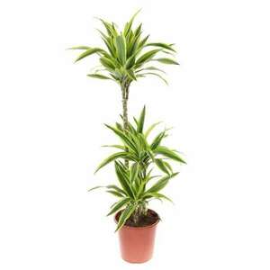 Drakula természetes szobanövény, Dracaena citromsárga cserépben, H 130 cm, D 24 cm kép