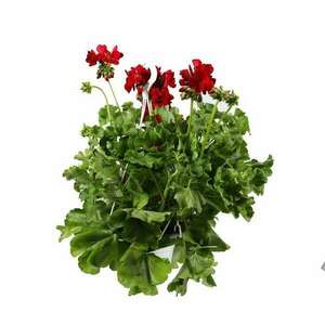 Kültéri növény Drakula, Áramló muskátli, Pelargonium interspecifikus, D 25 cm kép