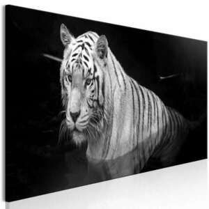 Shining Tigris (1 részes) Fekete-fehér Keskeny 135x45 - vászonkép kép