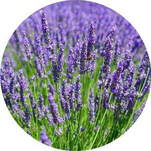 Levendula, Lavandula angustifolia kép