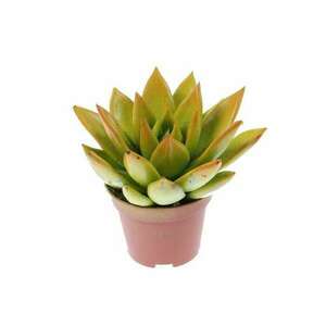 Drakula beltéri növény, zamatos bicolor szivárvány Echeveria, D 7 cm kép