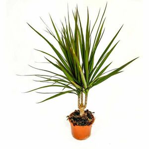 Planta belső, Dracula Dracaena marginata, H 70 cm, D 15 cm kép