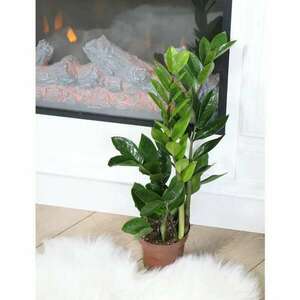 Természetes beltéri növény Drakula, Zamioculcas zamiifolia, H 40 cm, D 12 cm kép