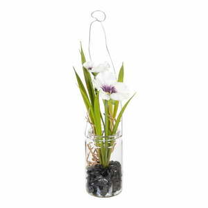 Művirág (magasság 18 cm) Pansy – Ixia kép