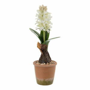 Műnövény (magasság 29 cm) Hyacinth – Ixia kép