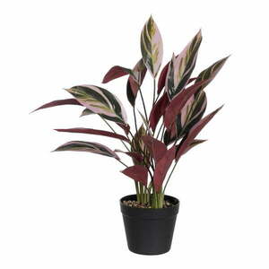 Műnövény (magasság 55 cm) Bird of Paradise – Ixia kép