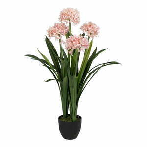 Művirág (magasság 100 cm) Hyacinth – Ixia kép