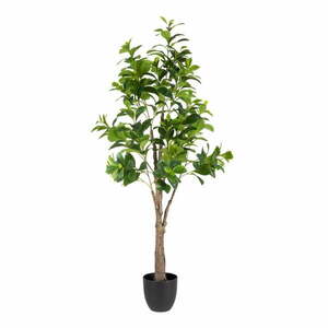 Műnövény (magasság 145 cm) Peperomia – Ixia kép