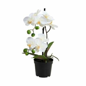 FLORISTA cserepes orchidea, 35 cm kép