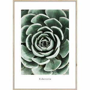 Kép 50x70 cm Echeveria – Styler kép