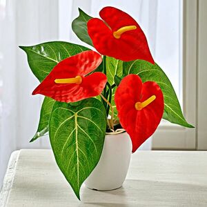 Anthurium, piros kép